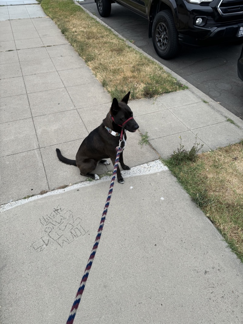 A picture of a black dog named Bowie sitting, taken on July 6 2024 at 7:19 am